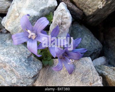 Mont Cenis Bellflower Stock Photo