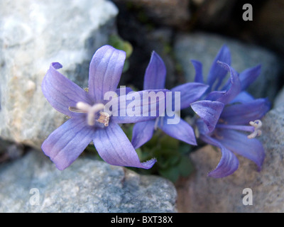 Mont Cenis Bellflower Stock Photo