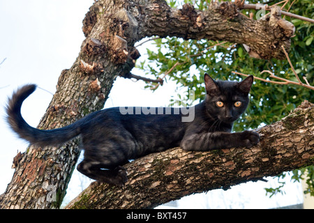 black cat with yellow eyes on a tree Stock Photo