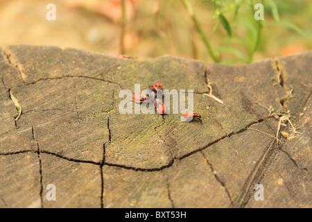 Red beetles cluster on a tree in a park in Iasi, Romania Stock Photo