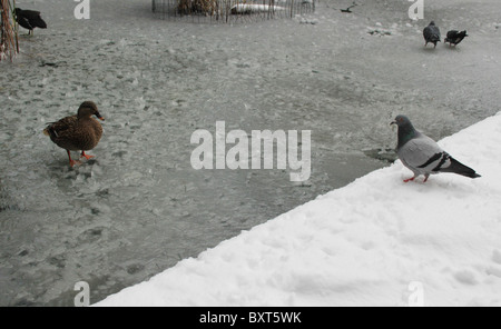 Snowfall in London in December 2010 turns the city into a Winter Wonderland. Stock Photo