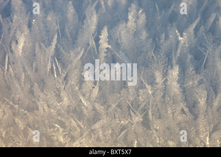 Ice feathers formed during a hard frost, when temperatures fell below minus 10 during the December 2010 cold snap Stock Photo