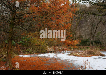 Taxodium distichum, Swamp Cypress, and the Lake at RHS Rosemoor in winter, Devon, England, United Kingdom Stock Photo