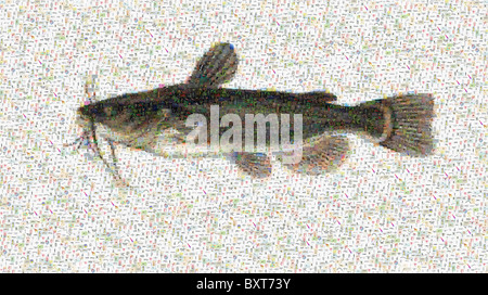 photomosaic of a black bullhead catfish, Ameiurus melas Stock Photo