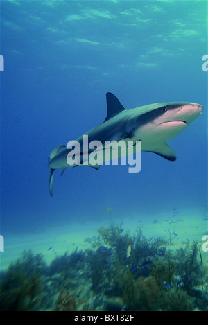 Caribbean reef shark Latin Name: Carcharhinus perezi  Bahamas Atlantic ocean Stock Photo