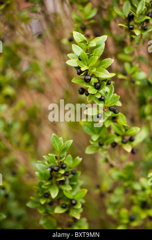 Ilex crenata ‘Fastigiata’, Japanese Holly, in winter Stock Photo