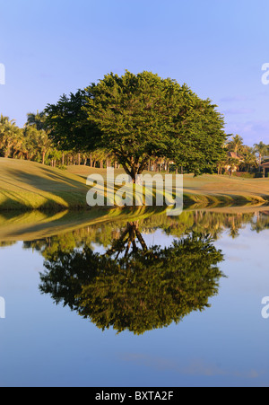 Reflection of a tree in a pond Stock Photo