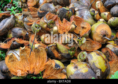 Disposed coconut husks on the ground Stock Photo