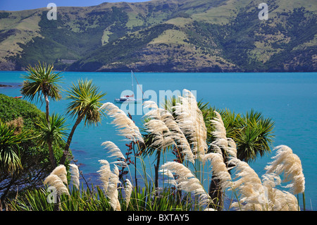Toetoe grass and harbour, Onuku, near Akaroa, Akaroa Harbour, Banks Peninsula, Canterbury Region, New Zealand Stock Photo