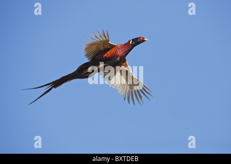 Ring-Necked Pheasant in flight against blue sky. Stock Photo