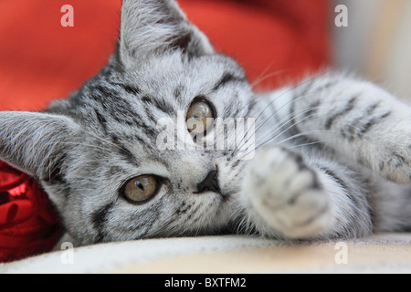 British Shorthair, Silver Spotted Kitten, 3 Months Old Stock Photo