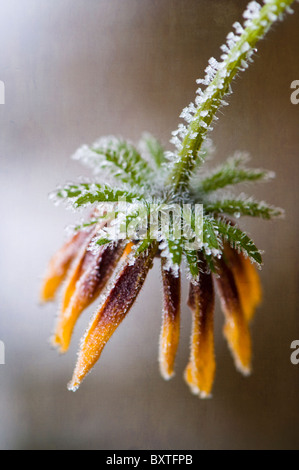 A single frosted Rudbeckia flower - Rudbeckia hirta 'Marmalade' Stock Photo