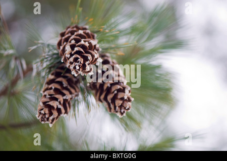 Pine cones on a tree Stock Photo