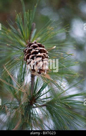 Pine cones on a tree Stock Photo