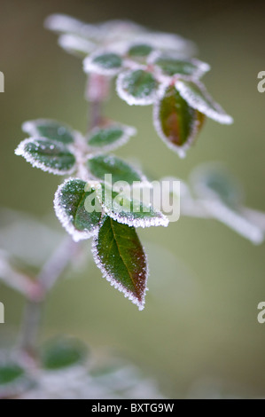 Frosted Leaves Stock Photo