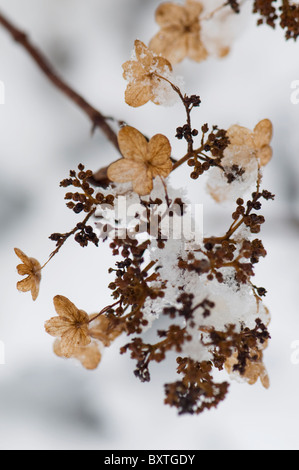 A Hydrangea Flower head covered in snow Stock Photo