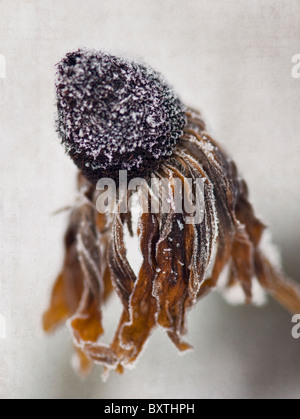 A single frost covered Rudbeckia flower Stock Photo