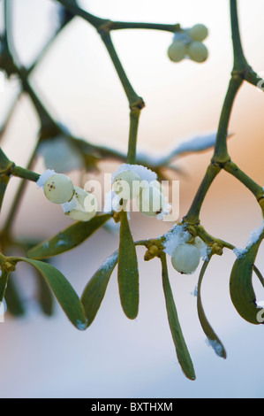 A sprig of European Mistletoe with white berries - Viscum album Stock Photo