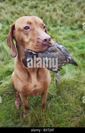 Well trained retriever with partridge that has been shot during a hunt.