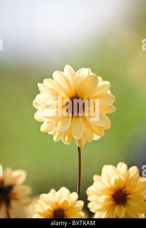 Two yellow chrysanthemum flowers Stock Photo