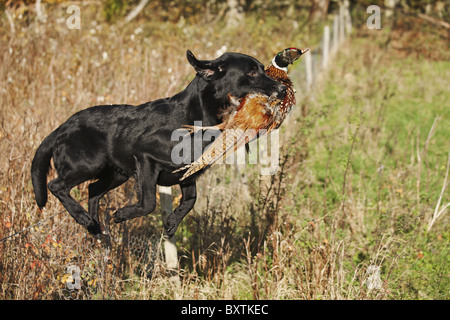 Well trained Black Labrador running with ring-necked pheasant that has been shot during a pheasant hunt. Stock Photo