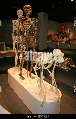 Museum Display Showing Skeleton Of Chimpanzee, Neanderthal Man, And Modern Human Behind Stock Photo