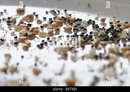 A close-up image bread crumbs, sesame seeds and poppy seeds on a white plate. Stock Photo