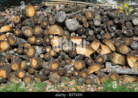 Stack of fire wood ready for winter Stock Photo