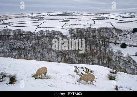 Pennine fields and woods, Crimsworth Dean, Pennines, north of Hebden Bridge, West Yorkshire, England, UK Stock Photo