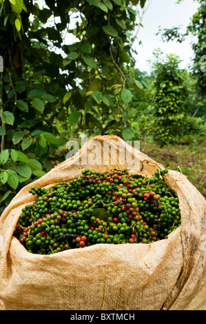 Local Production of Pepper, on a small farm of Costa-Rica, Central America, Stock Photo