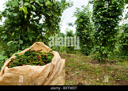 Local Production of Pepper, on a small farm of Costa-Rica, Central America, Stock Photo