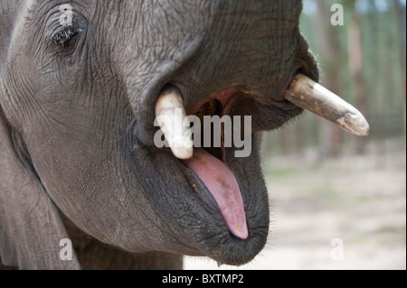 African Elephant Opening its Mouth and Displaying its Tongue and Molars near Knysna, South Africa Stock Photo