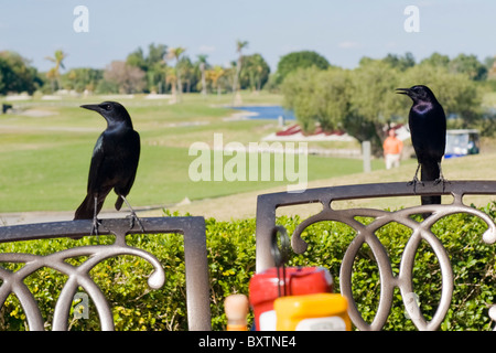 Marriott Doral Golf Resort & Spa , Miami , Florida , USA , two black birds perched on chairs overlooking Blue Monster course Stock Photo