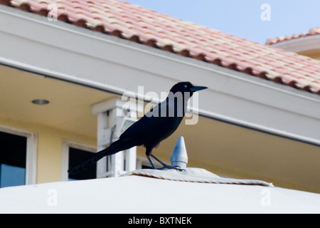 Marriott Doral Golf Resort & Spa , Miami , Florida , USA , Champion's grill , black bird perched on parasol Stock Photo