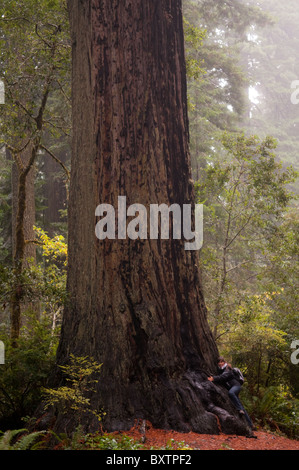 Lady Bird Johnson Grove Trail Stock Photo - Alamy