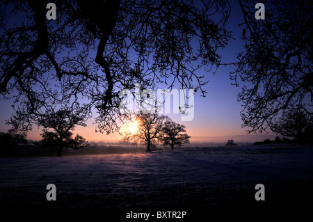 Whitminster Gloucestershire UK Oak Tree Meadow Winter Snow Hore Hoar Frost Sun Rise Stock Photo