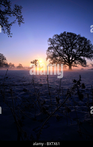 Whitminster Gloucestershire UK Oak Tree Meadow Winter Snow Hore Hoar Frost Sun Rise Stock Photo