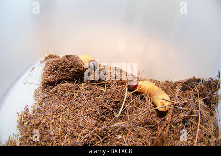 Larvae from the Red Palm Weevil (Rhynchophorus ferrugineus) as found when treating an infested palm tree, Spain Stock Photo