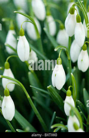 Snowdrops in a bunch from slightly above Stock Photo