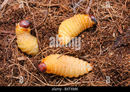 Larvae from the Red Palm Weevil (Rhynchophorus ferrugineus) as found when treating an infested palm tree, Spain Stock Photo