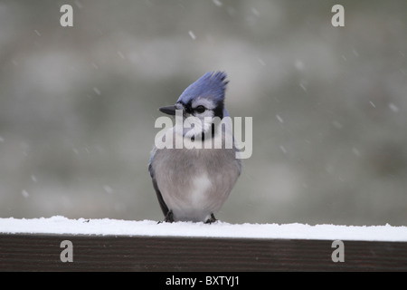 Blue Jay, Cyanocitta cristata, sitting on a railing in the snow looking left. New Jersey, USA Stock Photo