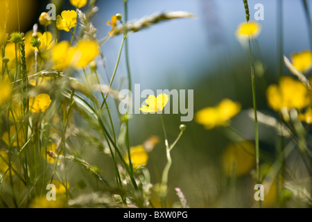 Yellow buttercups and green grasses Stock Photo