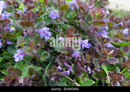 Ground Ivy; Glechoma hederacea; in flower; Stock Photo