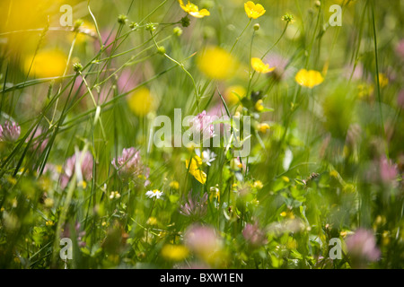 Yellow buttercups and purple clover flowers Stock Photo