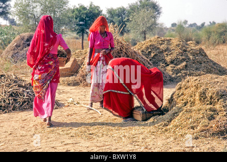 Veiled women harvesting millet, Rajasthan, India Stock Photo