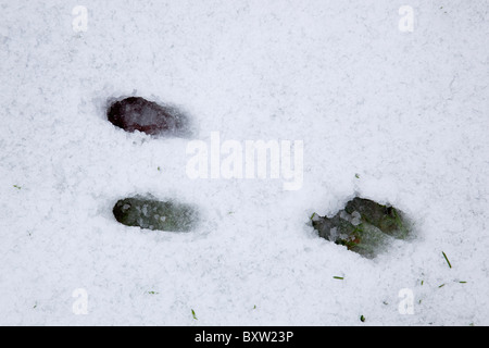 Rabbit footprints in the snow; winter; Cornwall Stock Photo