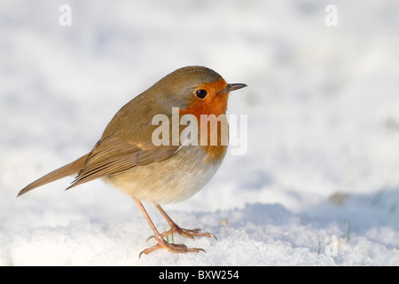 Robin; Erithacus rubecula; in snow; Cornwall Stock Photo