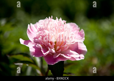 A pink peony flower in full bloom Stock Photo