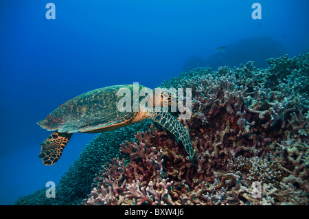 green turtle great barrier reef australia Stock Photo