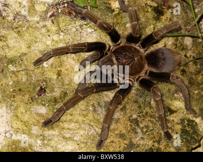 Phormictopus cancerides, Haitian brown tarantula Stock Photo - Alamy